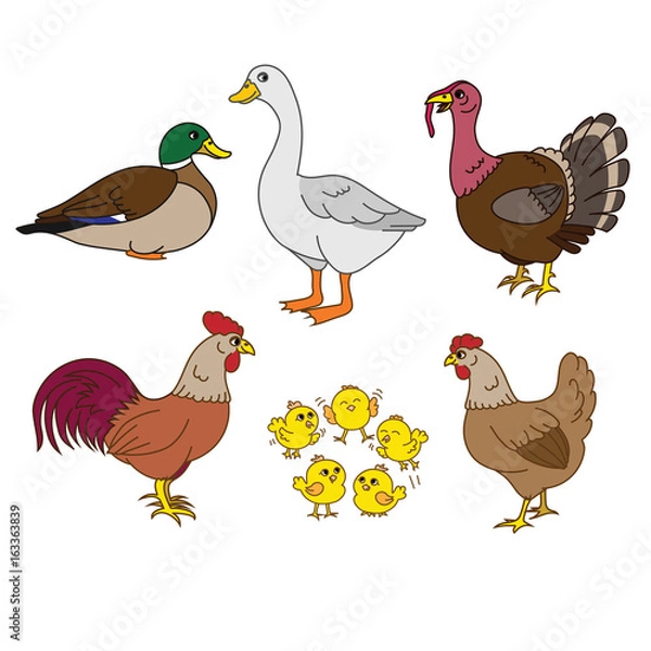 Fototapeta Farm animals set, vector with chicken family and farm items. Set of domestic birds. Cute hen, rooster, chicks, duck, turkey.