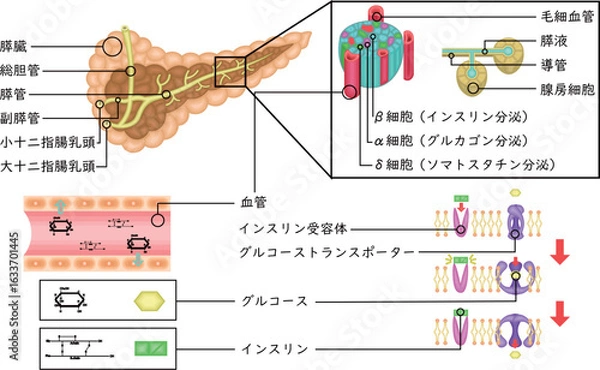 Obraz 膵臓　インスリン　仕組み　イラスト　日本語