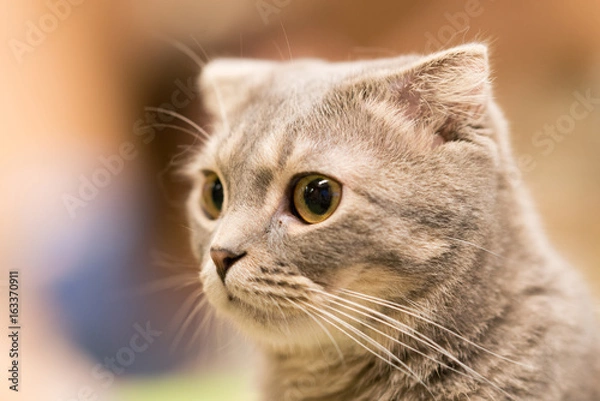 Fototapeta 猫物語