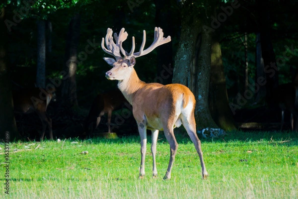 Fototapeta Hirsch