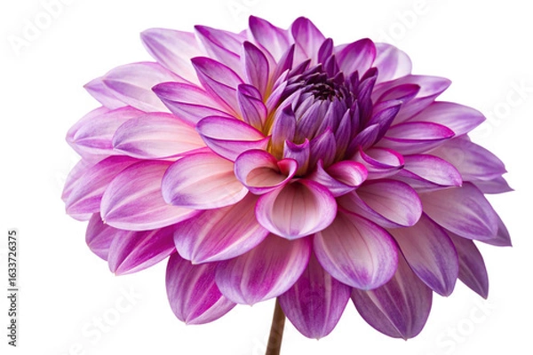Fototapeta Beautiful purple dahlia flower isolated on transparent background