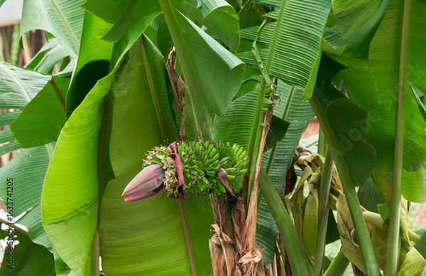 Fototapeta Developing banana inflorescence