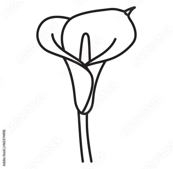 Fototapeta Elegant black line art illustration of a beautiful calla lily flower blooming on white