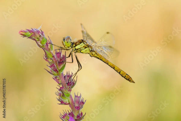 Fototapeta Beautiful nature scene with Vagrant darter (Sympetrum vulgatum). Macro shot of Vagrant darter (Sympetrum vulgatum) on the flower.