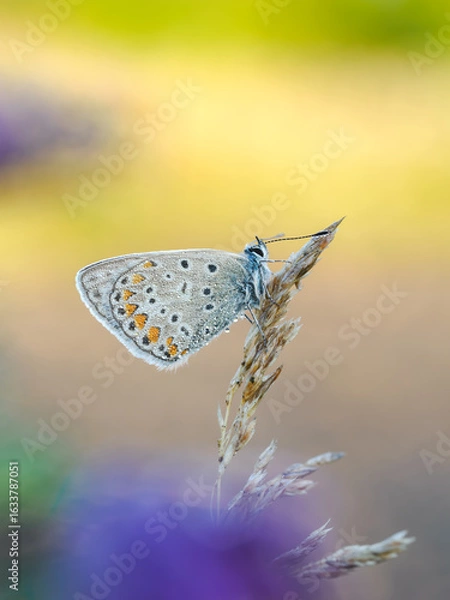 Fototapeta Beautiful nature scene with Common blue (Polyommatus icarus) . Macro shot of Common blue (Polyommatus icarus) on the grass. Butterfly Common blue (Polyommatus icarus) in the nature habitat.
