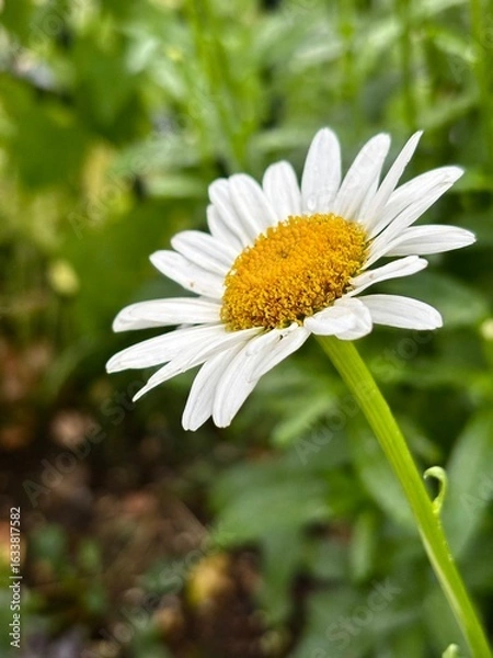 Obraz daisy in the garden