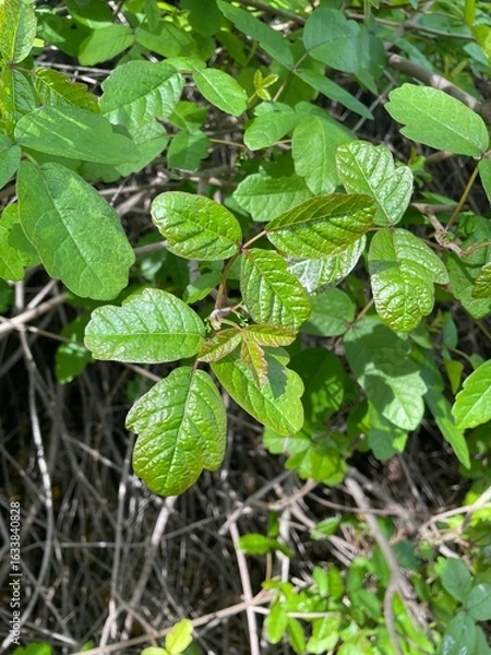 Obraz Poison Oak Close-Up