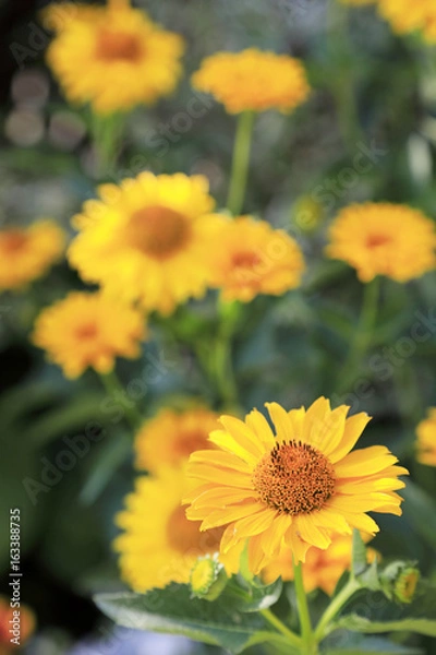 Fototapeta Sonnenauge