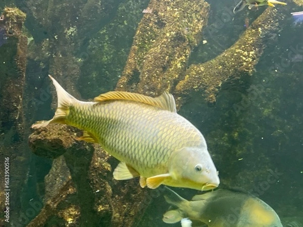 Fototapeta A big carp fish