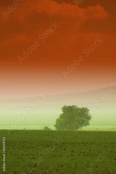 Obraz Tree behind a farm