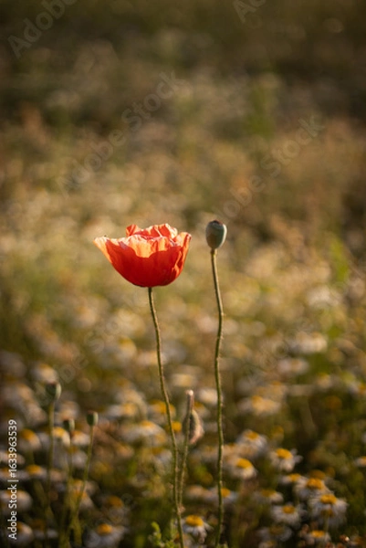 Obraz Papaver rhoeas, blooming red poppy in a chamomile field