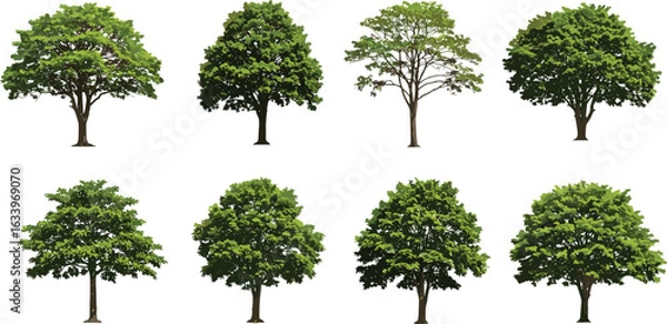 Obraz Collection of realistic green trees, isolated on white background, ideal for architectural design, landscaping projects, forest illustrations, and nature themes.