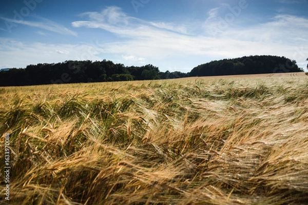 Fototapeta Summer fields with grain crops on a sunny day