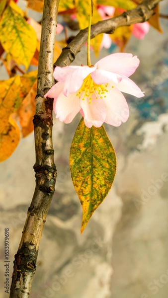 Fototapeta Twisted Stem with Pink Bloom and Autumn Leaves Hanging Vividly