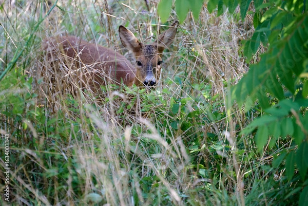 Obraz roebuck in italy