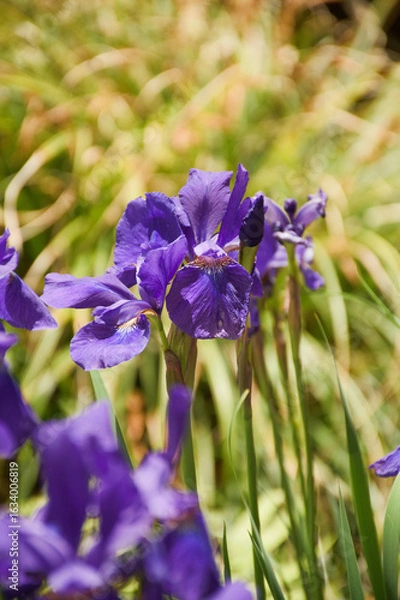 Obraz 東山植物園