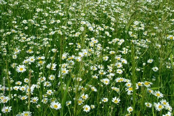 Fototapeta Beautiful field with chamomile flowers. Daisy flowers, camomile