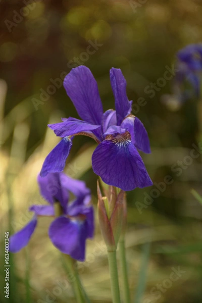 Obraz 東山植物園