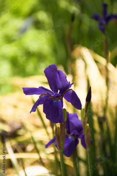Obraz 東山植物園