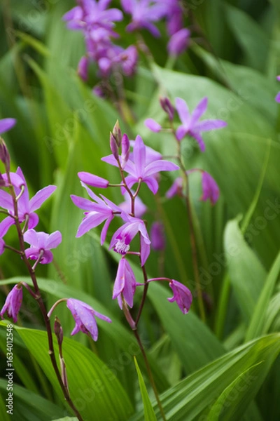 Obraz 東山植物園