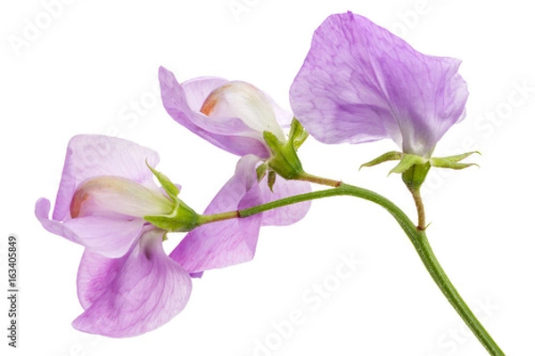 Fototapeta Flowers of sweet pea, isolated on white background