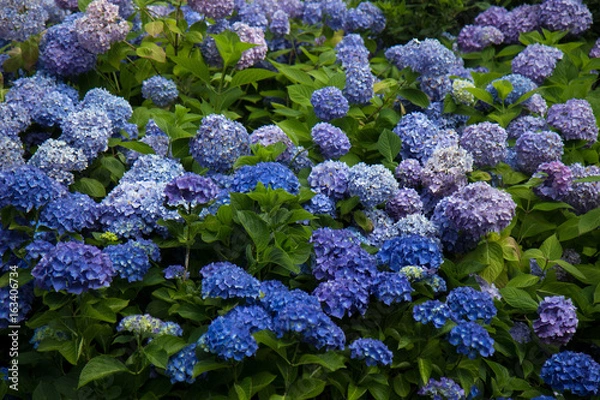 Obraz  Hydrangea - Hortensie