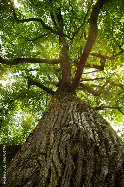 Obraz Gigantische Baumkrone