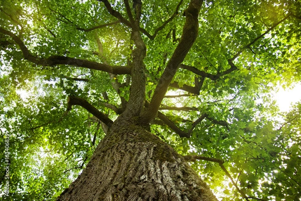 Obraz Gigantische Baumkrone