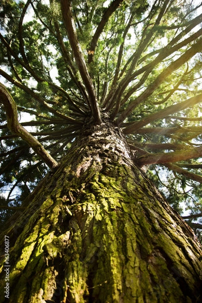Obraz Gigantische Baumkrone