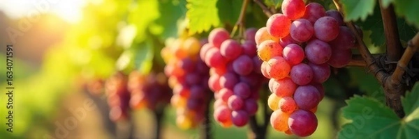 Fototapeta Sun-drenched bunches of ripe winemaker grapes hanging heavy on the vine, ready for harvest Vibrant colors and lush foliage showcase the fruit's perfection , farming, natural, fall