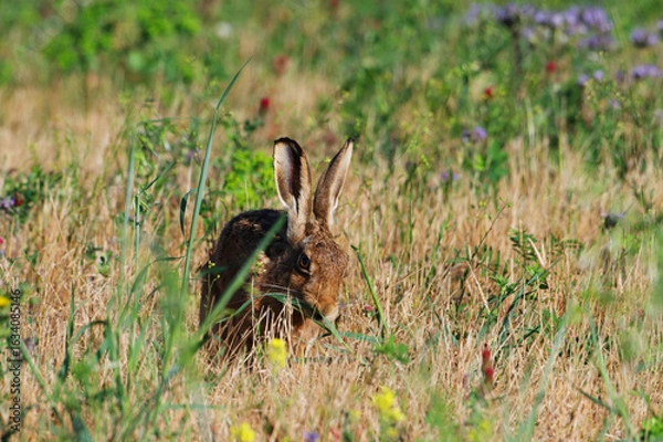Obraz Brown Hare Resting in Dry Summer Grass
