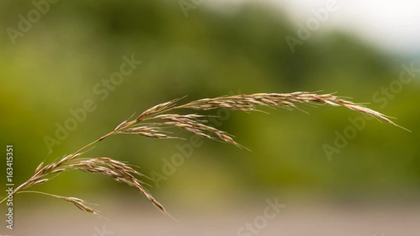 Fototapeta Fałszywa trawa owsiana (Arrhenatherum elatius) w nasionach. Wiecha kępkowej wieloletniej trawy powszechnej na nizinnych brytyjskich łąkach, w tym na poboczach i łąkach