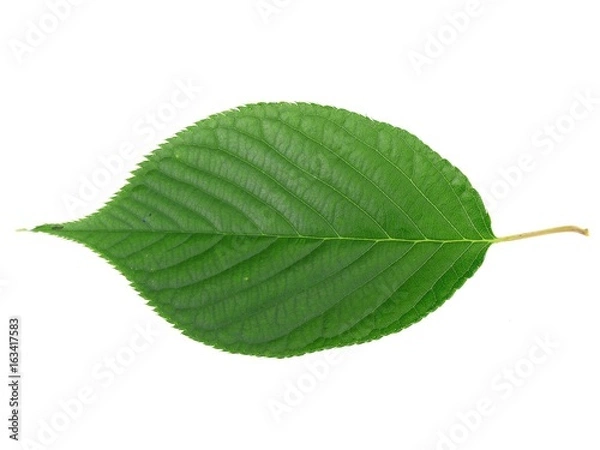 Obraz 一枚の葉　桜