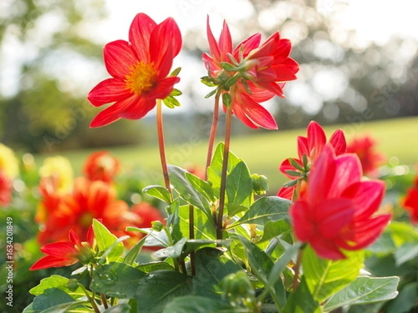 Obraz 赤いダリアの花の生態写真