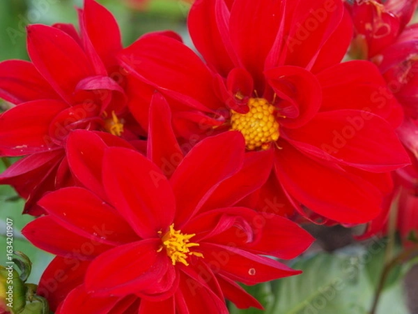 Obraz 赤いダリアの花の生態写真