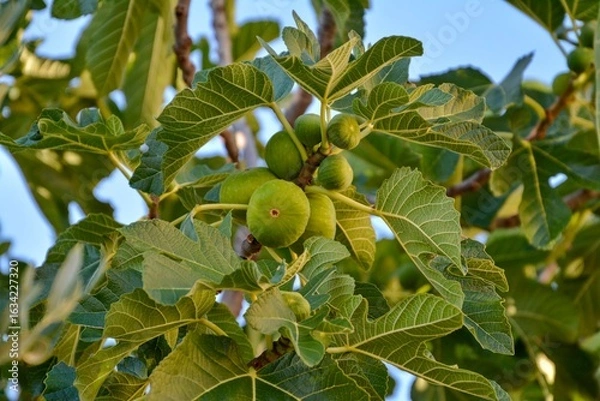 Fototapeta green Figs on tree
