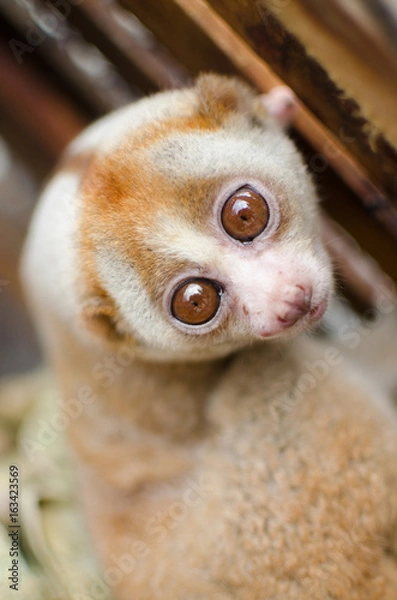 Obraz loris is liveing inthe cage