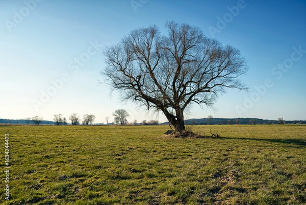 Obraz Baum im Winter