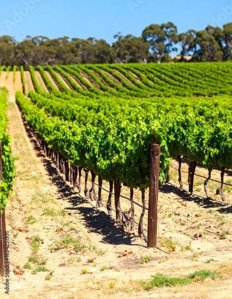 Fototapeta Vineyard rows stretch under bright sky