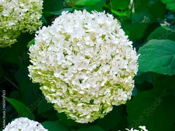 Obraz Gros plan sur une fleur d'hortensia Annabelle (Hydrangea arborescens) blanche et verte.