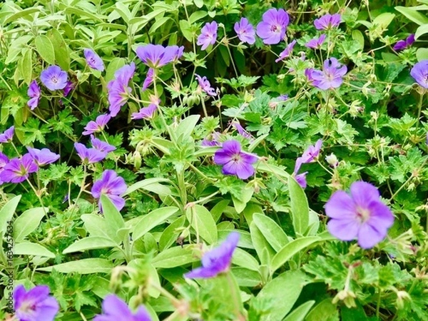 Fototapeta Massif de géraniums vivaces violets et de sauge dans un jardin d'été.