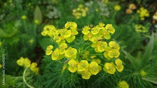 Obraz 黄色い花とアリ