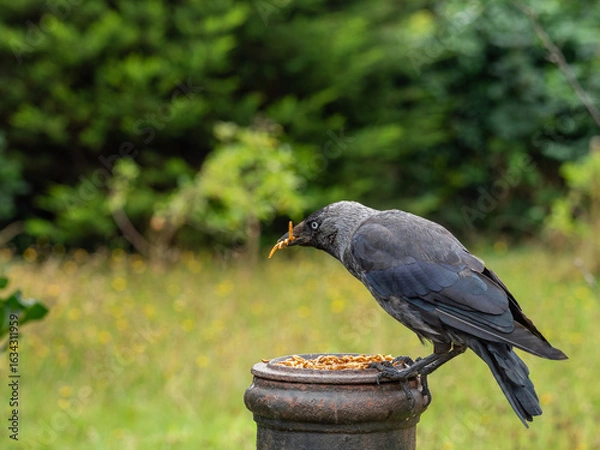 Obraz Jackdaw feeding in a garden