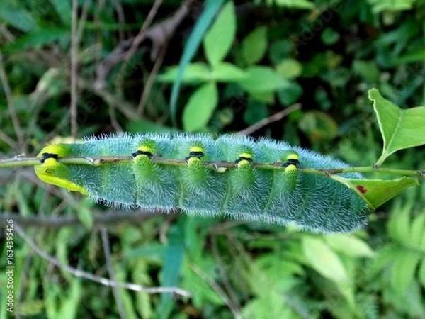 Fototapeta Lagarta Verde