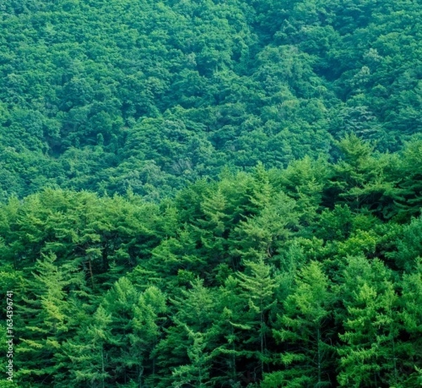 Obraz nature and trees