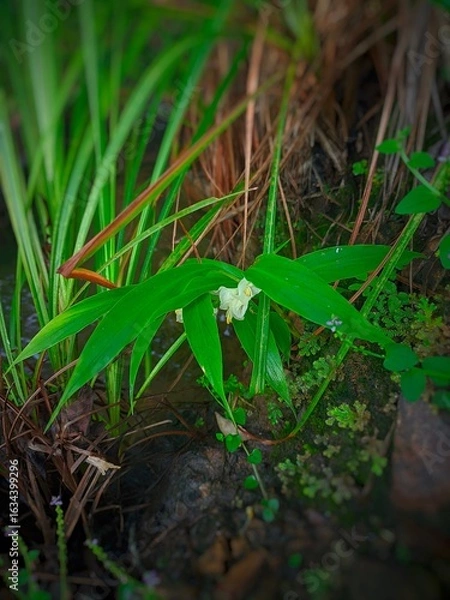 Obraz "Wildflowers in a peaceful corner, the beauty that nature has created, ready to add life to your home and garden."