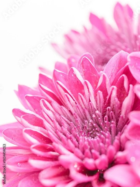 Obraz ピンク色の菊の花を白背景でマクロ撮影12