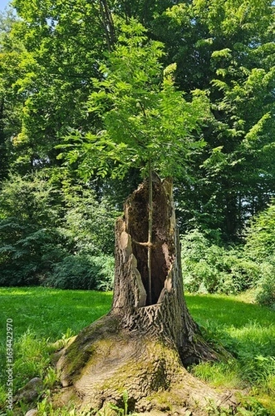 Obraz tree in a tree