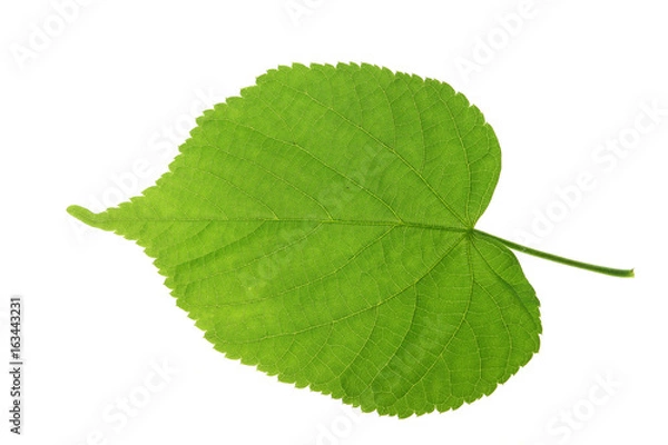 Fototapeta Linde (Tilia) einzelnes Blatt freigestellt vor weißem Hintergrund