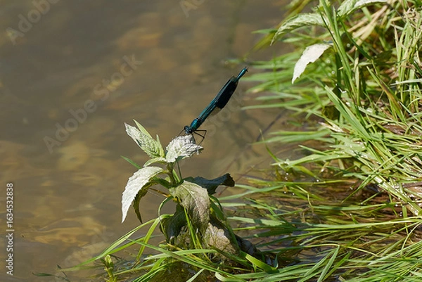 Fototapeta gebänderte Prachtlibelle Männchen am Fluss